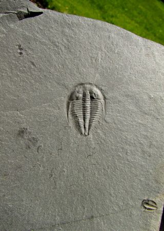 Rare Long Spined Amecephalus Trilobite Fossil
