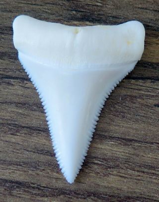 1.  620 " Lower Nature Modern Great White Shark Tooth (teeth)