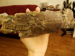 Dinosaur Fossil Edmontosaurus Maxilla Upper Jaw With 25,  Teeth Hell Creek Usa