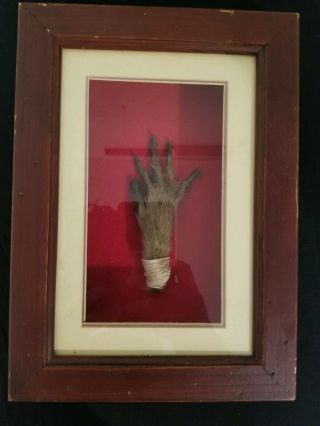 Real Authentic Indonesian Voodoo Framed Monkey Paw Taxidermy Grants Wishes