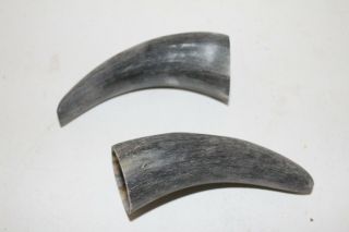 2 Cow Horn Tips.  V2d87.  Raw,  Unfinished Cow Horns. , .