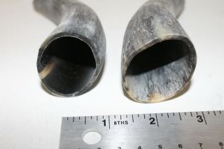 2 Cow horn tips.  v2d87.  Raw,  unfinished cow horns. , . 2