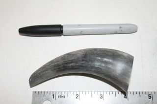 2 Cow horn tips.  v2d87.  Raw,  unfinished cow horns. , . 3