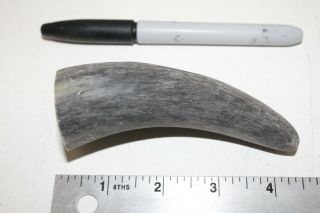 2 Cow horn tips.  v2d87.  Raw,  unfinished cow horns. , . 5