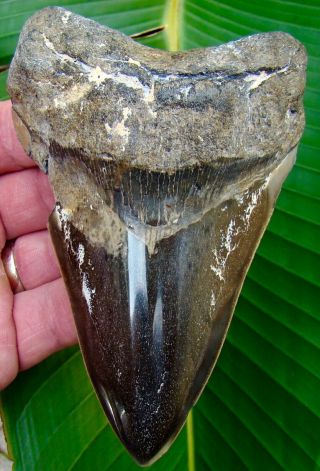 Megalodon Shark Tooth - Almost 5 In.  Real Fossil Sharks Teeth - Jaw