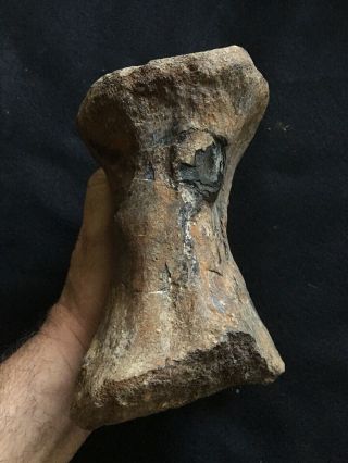Huge TYRANNOSAURUS REX Tail Vertebra T Rex Dinosaur Bone 5