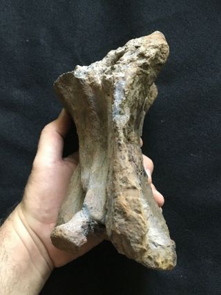 Huge TYRANNOSAURUS REX Tail Vertebra T Rex Dinosaur Bone 6