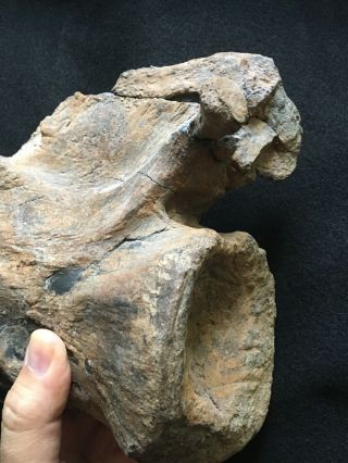 Huge TYRANNOSAURUS REX Tail Vertebra T Rex Dinosaur Bone 7