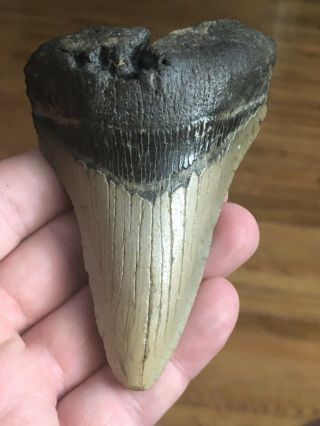 16.  Huge 4 " Megalodon Giant Shark Tooth Teeth Extinct Fossil Megladon