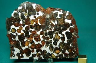 Sericho Pallasite Meteorite 199.  6 Grams