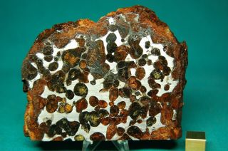 Sericho Pallasite meteorite 199.  6 grams 2