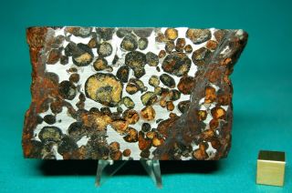 Sericho Pallasite Meteorite 183.  8 Grams
