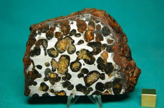 Sericho Pallasite Meteorite 155.  3 Grams