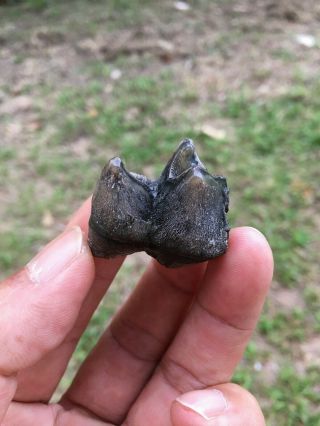 Fossils Teeth - Tooth And Rare Prehistoric / Unknown