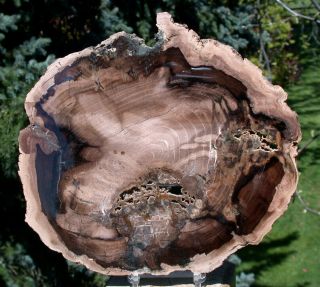 Sis: Incredible 8 " Petrified Cherry Wood Round - Mcdermitt Oregon,  Polished Slab