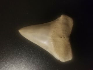 Lee Creek Aurora Mako 2 1/8 Inches.  Museum Quality Shark Tooth