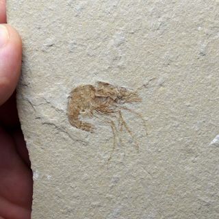 Lebanon Fossil Shrimp Prawn Carpopenaeus Callirostris Natural Fossil Crevette