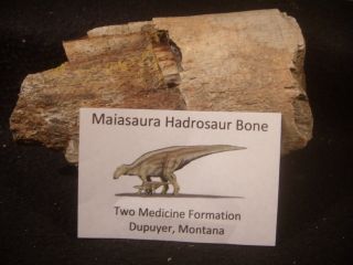 Dinosaur Bone Maiasaura Hadrosaur Bone Two Medicine Formation