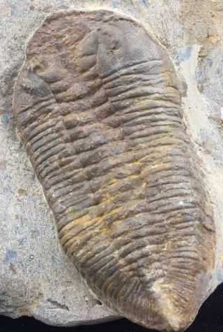 Detailed Eudolatites Sp.  Trilobite Fossil From Morocco (s1)