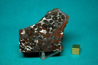 Sericho Meteorite Pallasite 175.  8 Grams