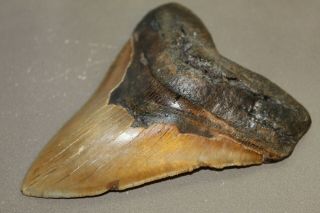 MEGALODON Fossil Giant Shark Teeth Ocean No Repair 5.  65 