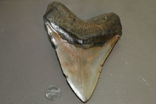 MEGALODON Fossil Giant Shark Teeth Ocean No Repair 5.  65 