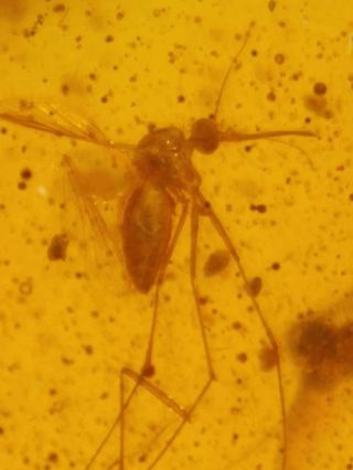 Very Special Dominican Amber Fossil Diptera (culicidae) True Mosquito