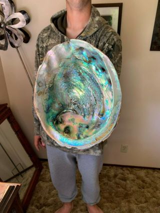Extremely Rare Trophy Sized Abalone Shell 10,  " Biggest On Ebay