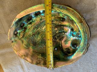 Extremely Rare Trophy Sized Abalone Shell 10,  