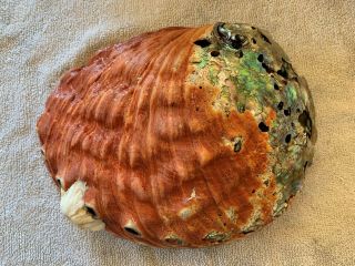Extremely Rare Trophy Sized Abalone Shell 10,  