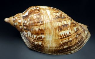 Outstanding Voluta Cymbiola Magnifica F,  255 Mm Seashell Australia Ig