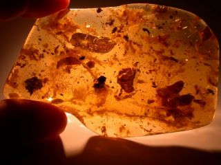 11 Leaves Menagerie With Large Bee,  In Colombian Copal Amber Fossil 38.  9 G