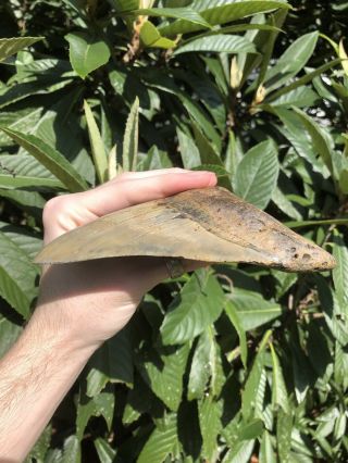 Huge Massive 6.  38” Megalodon Tooth Fossil Shark Teeth Weighs Over 1 Pound 10
