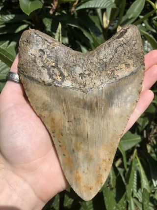 Huge Massive 6.  38” Megalodon Tooth Fossil Shark Teeth Weighs Over 1 Pound 12