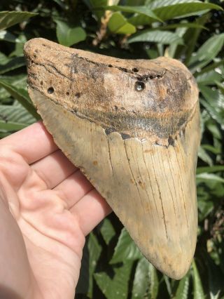 Huge Massive 6.  38” Megalodon Tooth Fossil Shark Teeth Weighs Over 1 Pound 2
