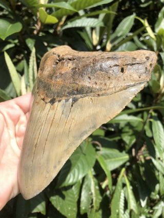 Huge Massive 6.  38” Megalodon Tooth Fossil Shark Teeth Weighs Over 1 Pound 3