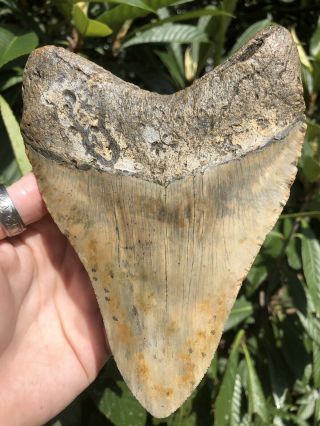 Huge Massive 6.  38” Megalodon Tooth Fossil Shark Teeth Weighs Over 1 Pound 4