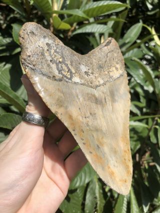 Huge Massive 6.  38” Megalodon Tooth Fossil Shark Teeth Weighs Over 1 Pound 5
