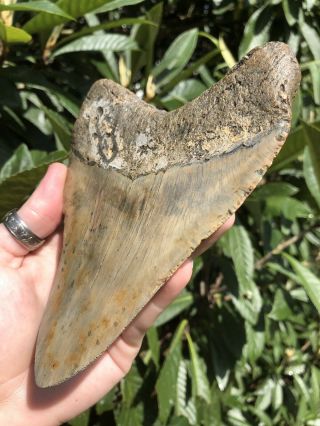 Huge Massive 6.  38” Megalodon Tooth Fossil Shark Teeth Weighs Over 1 Pound 6