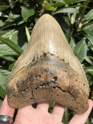 Huge Massive 6.  38” Megalodon Tooth Fossil Shark Teeth Weighs Over 1 Pound 7