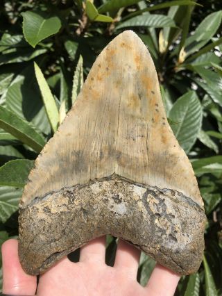 Huge Massive 6.  38” Megalodon Tooth Fossil Shark Teeth Weighs Over 1 Pound 8