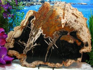 Petrified Wood Complete Round Slab W/bark Magnificent Obsidian Chestnut 14 - 1/2 "