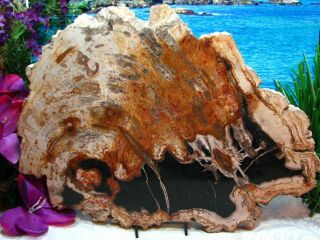 Petrified Wood COMPLETE ROUND Slab w/Bark MAGNIFICENT OBSIDIAN CHESTNUT 14 - 1/2 