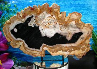 Petrified Wood Complete Round Slab Wbark Exquisite Obsidian Copper Rust 10 "