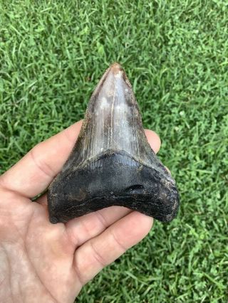 Colorful Serrated 3.  83” Megalodon Shark Tooth 100 Natural - No Restoration.