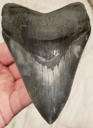 Extremely Serrated 5.  36 " Megalodon Tooth.  Absolutely No Restoration
