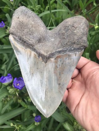 Huge 5.  74 " Megalodon Tooth Lee Creek Aurora Nc Fossil Shark Teeth