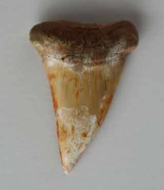 Large Fossil Mako Shark Tooth Over 2 3/4 " From Sharktooth Hill California Isurus