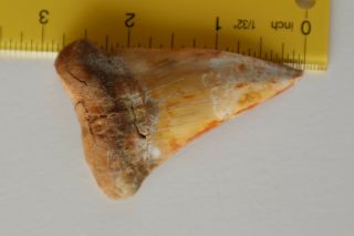 Large Fossil Mako Shark Tooth over 2 3/4 