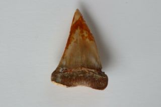 Large Fossil Mako Shark Tooth over 2 3/4 